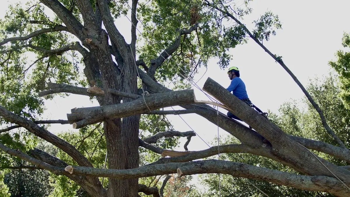 Professional Crown Thinning performed by certified arborists in Nellysford