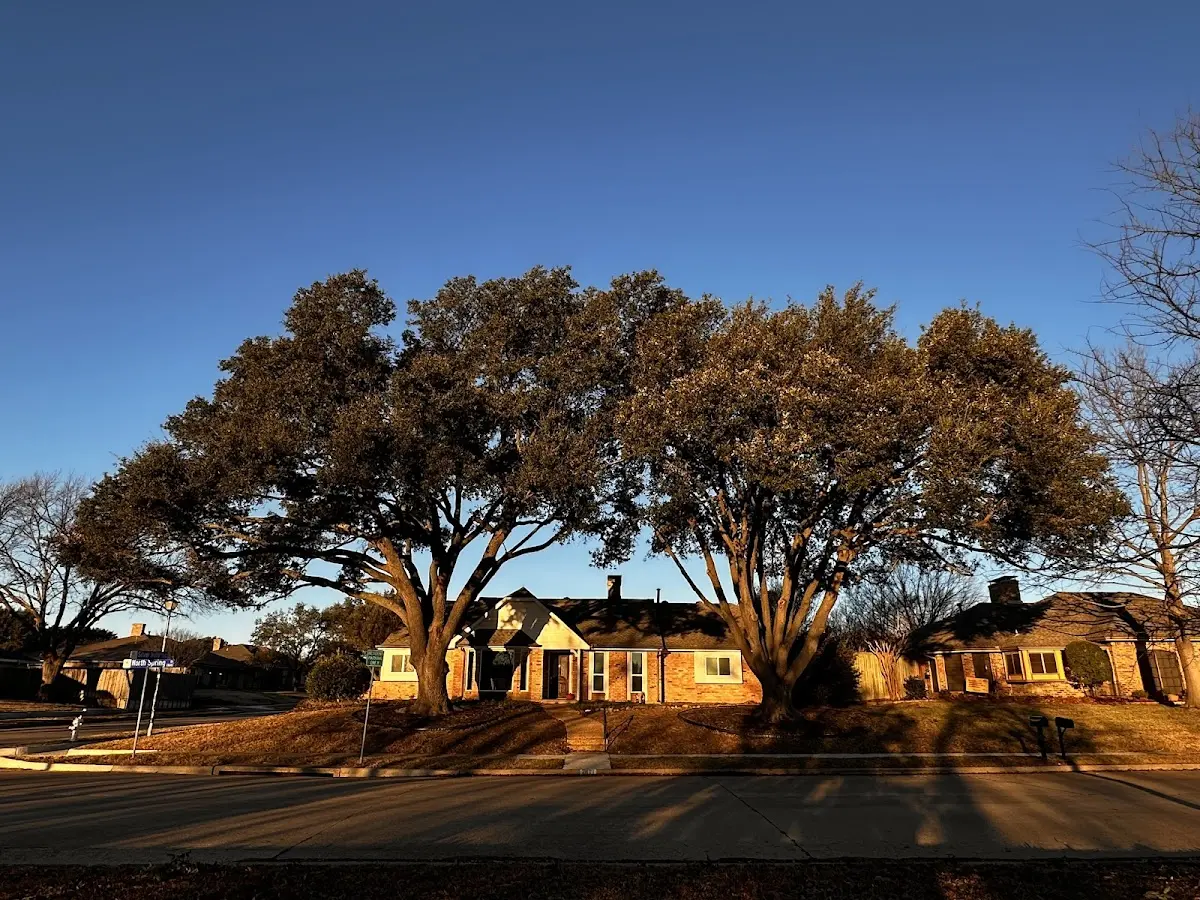 Established residential canopy tree shading a home in Nellysford
